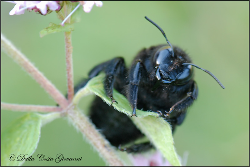 Xylocopa valga M  (Apidae)